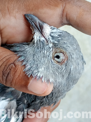 গিরিবাজ পাংখি ক্রস
